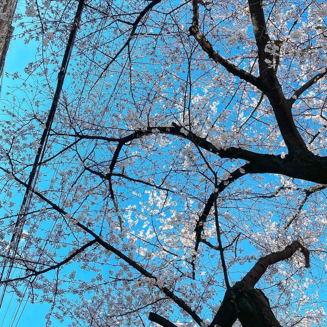 結城さなえさんのインスタグラム写真 - (結城さなえInstagram)「現在進行中の作品と次回作品の準備のため、アクティングコーチ・シーラのもとへ。今日も充実した稽古ができました☺️  さて、行く道すがらの桜が立派でおもわずパチリ✨ そしてなんと、今日の稽古場を間違えてることに気づく。 私マヌケだなぁと思いつつ、 そっか、この桜を見るために間違えたのか👏🏻と急に得した気分に。 桜のポジティブパワー、最高🌸 さぁっ「隙あらば花見するモード」きたーっ。 日向でニヤニヤビール飲んでる私を発見しても、温かい目で見てやってください（笑）  #桜 #春 #2023 #青空　#太陽 #cherryblossom  #spring #flowers」3月20日 23時29分 - yuukisanae