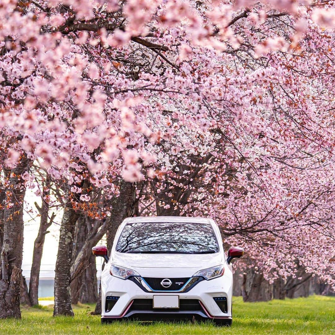 Nissanさんのインスタグラム写真 - (NissanInstagram)「The first day of Spring bringing us so much joy on #InternationalDayofHappiness! Share your favorite spring photos with us using #MyNissanAdventure! #Nissan #NissanNote #NISMO  📸: @3340.sho」3月20日 23時50分 - nissan