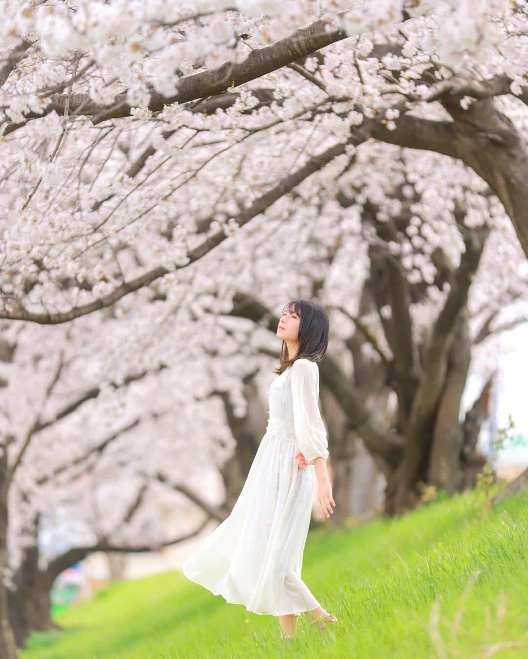 ちかちゃのインスタグラム：「. 大阪も咲いたみたい  今年も撮れるかな タイミング合いますように🌸 . . . photographer: @sak1photo #さきふぉと専属モデル #portrait #ポートレート #桜 #さくら」