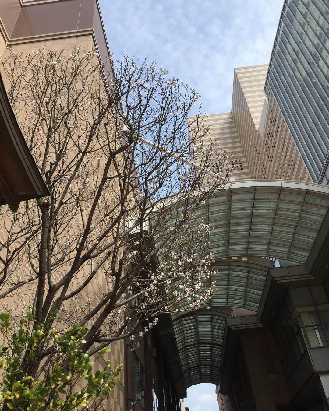 ホテルオークラ福岡さんのインスタグラム写真 - (ホテルオークラ福岡Instagram)「ラウンジ &バー ハカタガワの窓から見える、鏡天満宮の桜の木。 チラホラと桜が咲いてまいりました。 ハカタガワでは3月に華やかな桜のカクテルを3種ご用意しております。  #ホテルオークラ福岡  #ホテルオークラ #hotelokurafukuoka  #hotelokura  #桜カクテル  #ハカタガワ  #ラウンジアンドバーハカタガワ  #桜  #桜の開花  #鏡天満宮  #福岡の春」3月20日 15時04分 - hotelokura_fukuoka