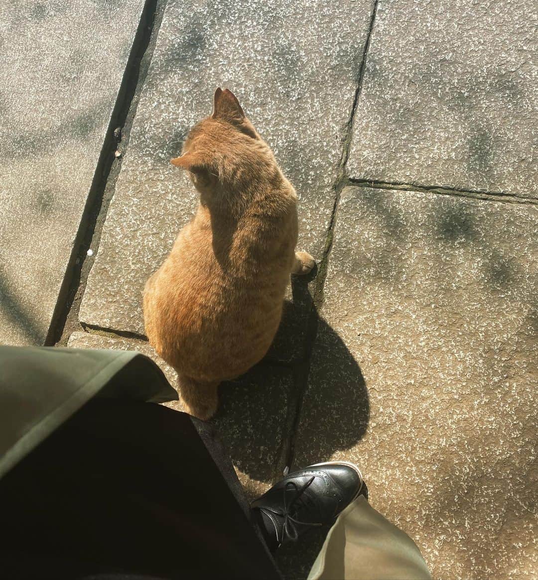 由梨香さんのインスタグラム写真 - (由梨香Instagram)「いつもは近寄ってこないねこ様が  今日は私に向かって歩いてきてくれて  背を向けて座った  ので一緒に日向ぼっこ😌  #ねこ　#ねこ様 #穏やか」3月20日 15時39分 - yurikapiano