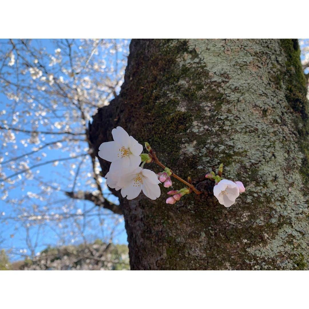 佐藤梨那さんのインスタグラム写真 - (佐藤梨那Instagram)「🌸  お花見  今年は満開の時期に 雨が予想されているので… 早めに楽しみました。  今日も暖かくて春本番。  花には青空が 本当に似合いますね  #お花見」3月20日 15時45分 - sato_lina