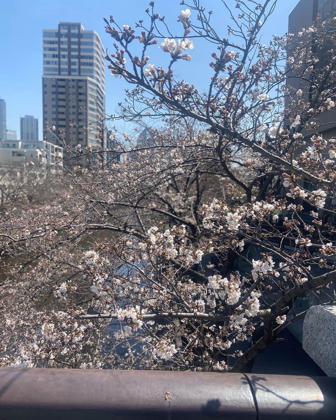 田村亮さんのインスタグラム写真 - (田村亮Instagram)「目黒川ランニング  ソメイヨシノ3分咲き  名前を知らない桜満開。  凄い高そうなカメラでその桜を撮っていたおじいさんに「何て種類のサクラなんですか？」と聞いたら、「知らないです」との返答。 良いカメラで撮っているからって、知っていると思ったら大間違いです。」3月20日 17時04分 - ryo_tamura7