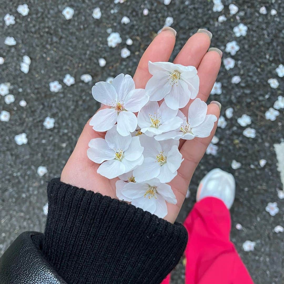 ケリーアンさんのインスタグラム写真 - (ケリーアンInstagram)「🌸🌸🌸  #nofilter #cherryblossom #sakura #桜 落ちてたの拾った😇」3月20日 17時20分 - kellysoooreal