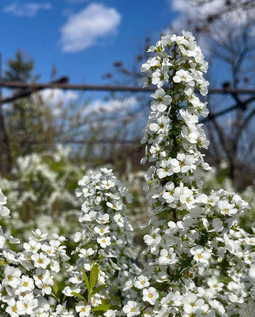 ティファニー・キャデラックさんのインスタグラム写真 - (ティファニー・キャデラックInstagram)「Blessed Spring Equinox aka Real New Year🌸 When the night and day kiss and caress with balance⚖️ Here we greet more life, love, joy, creativity, abundance and renewal🪄 This special day and season invites new water, air, light and soil💫 Sow your seeds for foods, flowers and ideas to celebrate new beginnings🌱 Sun enters Aries, so protect your head, eyes and blood 👑 👁️🩸 Find your way to the light and bloom like a flower🌼✨」3月20日 17時41分 - fruitimami