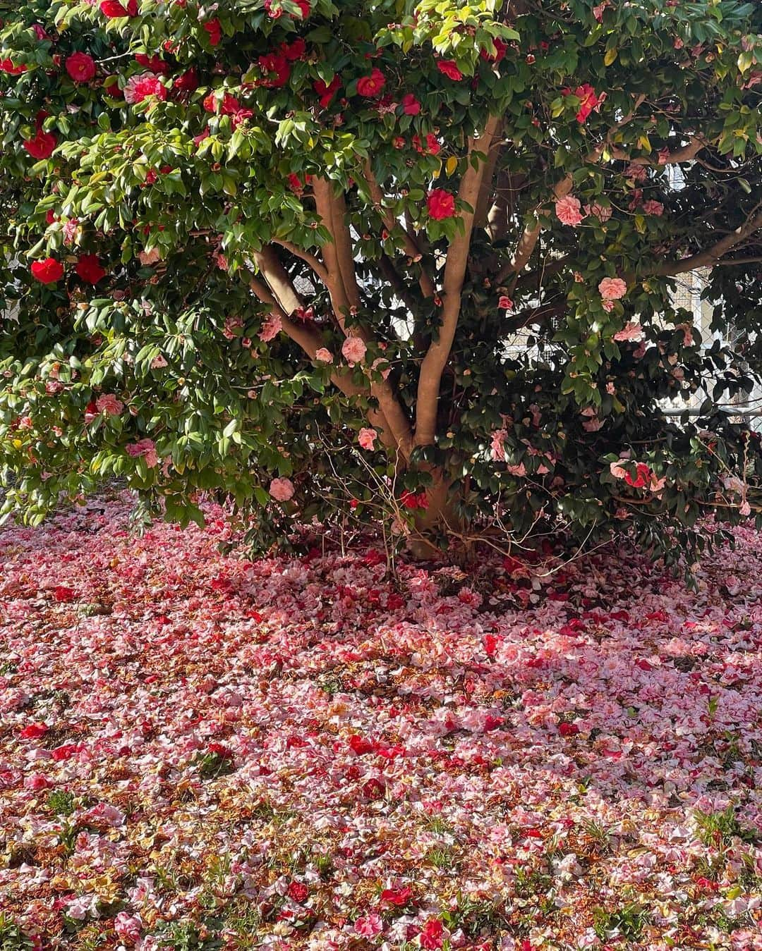 ティファニー・キャデラックさんのインスタグラム写真 - (ティファニー・キャデラックInstagram)「Blessed Spring Equinox aka Real New Year🌸 When the night and day kiss and caress with balance⚖️ Here we greet more life, love, joy, creativity, abundance and renewal🪄 This special day and season invites new water, air, light and soil💫 Sow your seeds for foods, flowers and ideas to celebrate new beginnings🌱 Sun enters Aries, so protect your head, eyes and blood 👑 👁️🩸 Find your way to the light and bloom like a flower🌼✨」3月20日 17時41分 - fruitimami