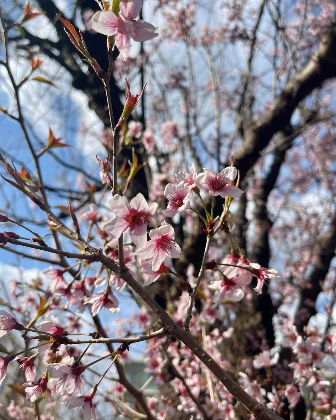 ティファニー・キャデラックさんのインスタグラム写真 - (ティファニー・キャデラックInstagram)「Blessed Spring Equinox aka Real New Year🌸 When the night and day kiss and caress with balance⚖️ Here we greet more life, love, joy, creativity, abundance and renewal🪄 This special day and season invites new water, air, light and soil💫 Sow your seeds for foods, flowers and ideas to celebrate new beginnings🌱 Sun enters Aries, so protect your head, eyes and blood 👑 👁️🩸 Find your way to the light and bloom like a flower🌼✨」3月20日 17時41分 - fruitimami