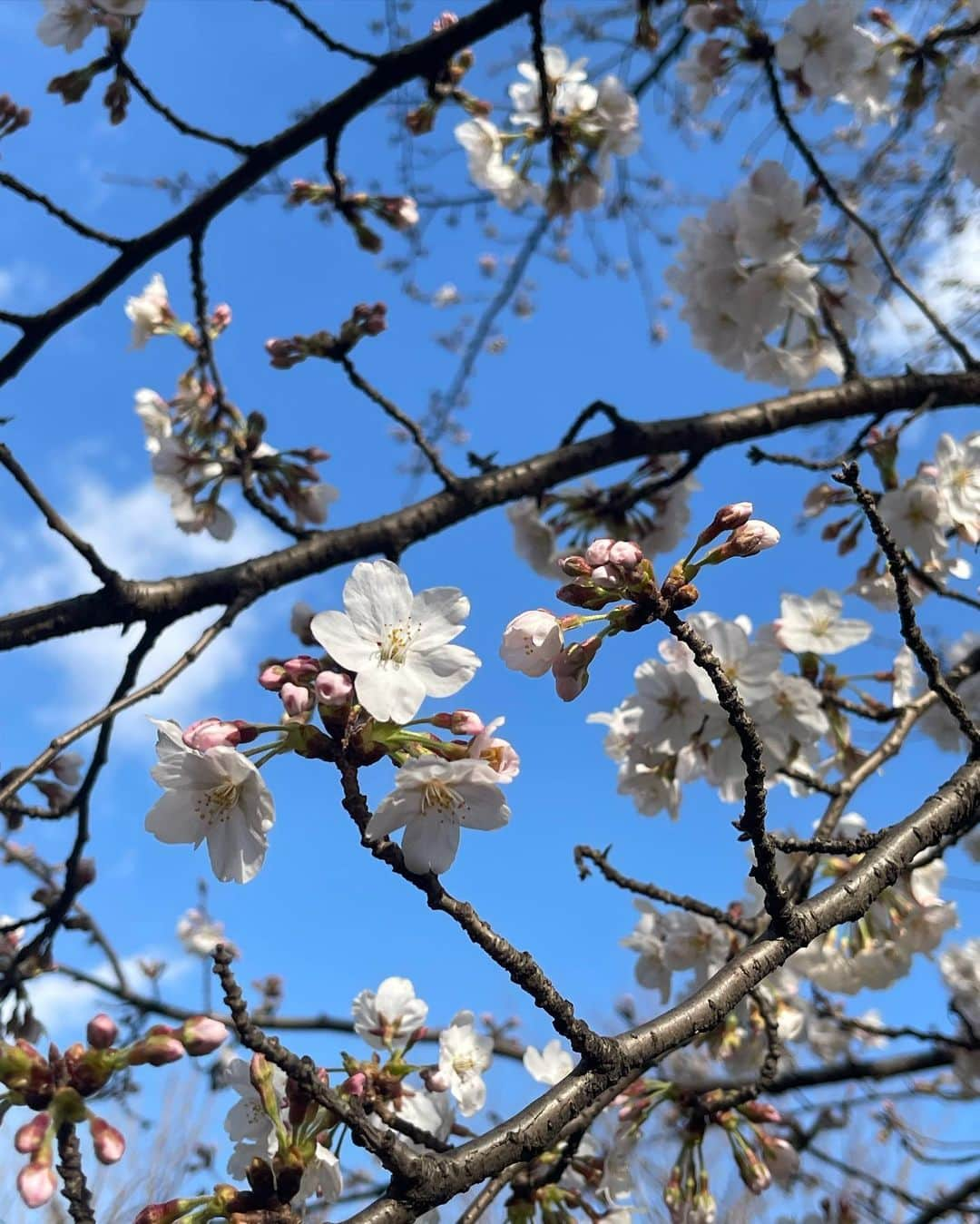 ティファニー・キャデラックさんのインスタグラム写真 - (ティファニー・キャデラックInstagram)「Blessed Spring Equinox aka Real New Year🌸 When the night and day kiss and caress with balance⚖️ Here we greet more life, love, joy, creativity, abundance and renewal🪄 This special day and season invites new water, air, light and soil💫 Sow your seeds for foods, flowers and ideas to celebrate new beginnings🌱 Sun enters Aries, so protect your head, eyes and blood 👑 👁️🩸 Find your way to the light and bloom like a flower🌼✨」3月20日 17時41分 - fruitimami