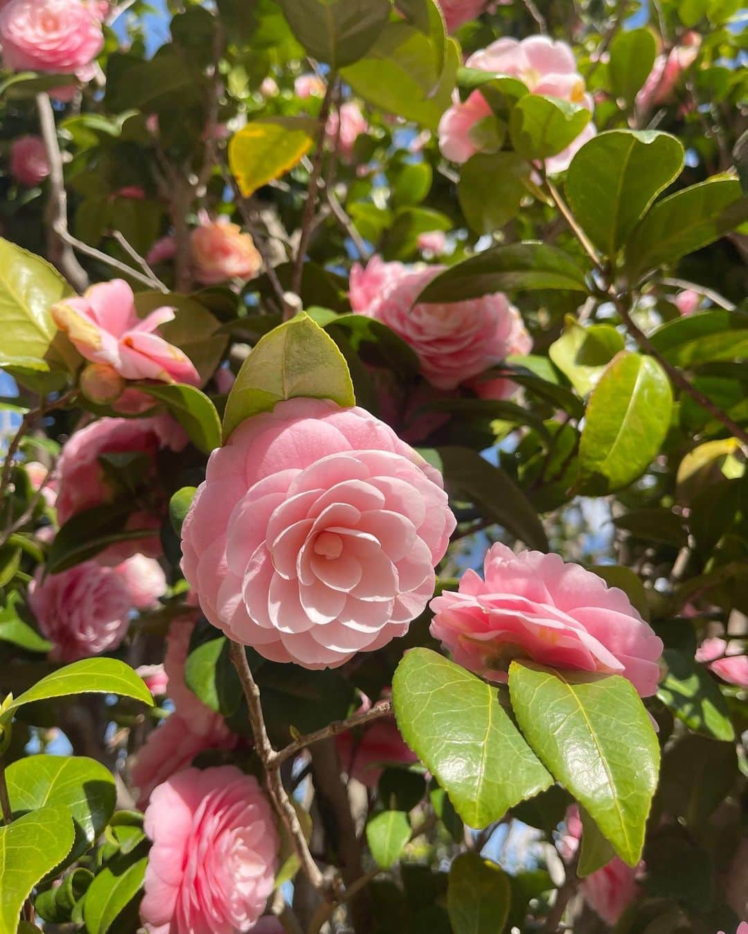 ティファニー・キャデラックさんのインスタグラム写真 - (ティファニー・キャデラックInstagram)「Blessed Spring Equinox aka Real New Year🌸 When the night and day kiss and caress with balance⚖️ Here we greet more life, love, joy, creativity, abundance and renewal🪄 This special day and season invites new water, air, light and soil💫 Sow your seeds for foods, flowers and ideas to celebrate new beginnings🌱 Sun enters Aries, so protect your head, eyes and blood 👑 👁️🩸 Find your way to the light and bloom like a flower🌼✨」3月20日 17時41分 - fruitimami