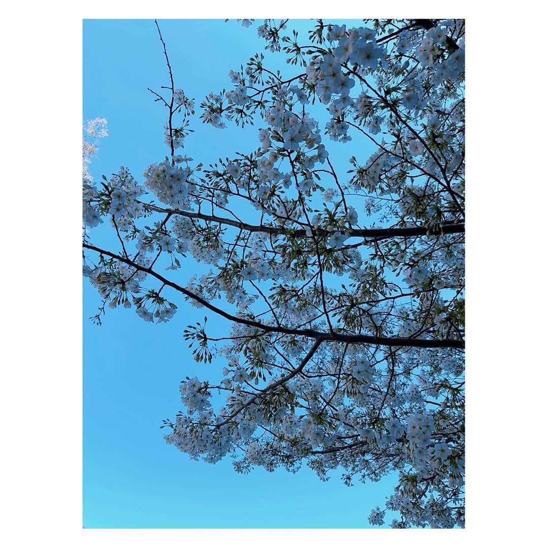 大月さゆさんのインスタグラム写真 - (大月さゆInstagram)「⁡ ⁡青空に染まる桜🌸💙 ⁡ ⁡ #待ってました！ #桜の季節 #満開まであと少し」3月20日 17時37分 - sayuotsuki_official