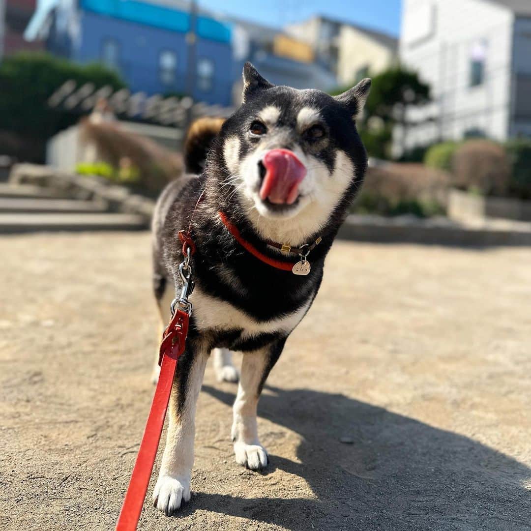 vo_coのインスタグラム：「🐾 ペロリ。 ＊ ＊ #shibastagram #instashiba #shiba #shibainu #黒柴 #柴犬」