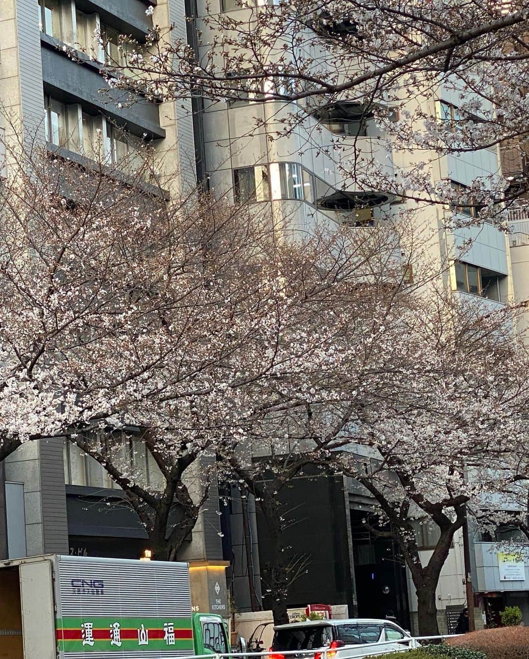 葵ゆりかさんのインスタグラム写真 - (葵ゆりかInstagram)「今年も明治通り沿いの桜が綺麗🌸✨ あゆちゃんと🥂💕 片側はけっこう咲いてて、反対側はあんまり咲いてない🙃 今週けっこう雨予報だけど、まだ散らないでー🌸  #🌸　#桜　#お花見　#桜スポット #cherryblossom #明治通り#東京　#tokyo #🥂」3月20日 17時43分 - yuriyuricchi
