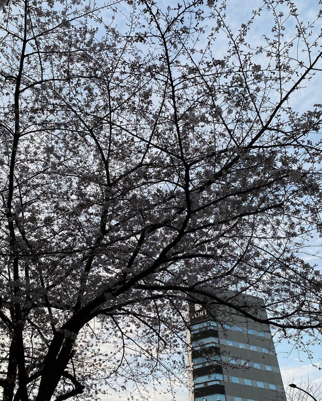 葵ゆりかさんのインスタグラム写真 - (葵ゆりかInstagram)「今年も明治通り沿いの桜が綺麗🌸✨ あゆちゃんと🥂💕 片側はけっこう咲いてて、反対側はあんまり咲いてない🙃 今週けっこう雨予報だけど、まだ散らないでー🌸  #🌸　#桜　#お花見　#桜スポット #cherryblossom #明治通り#東京　#tokyo #🥂」3月20日 17時43分 - yuriyuricchi