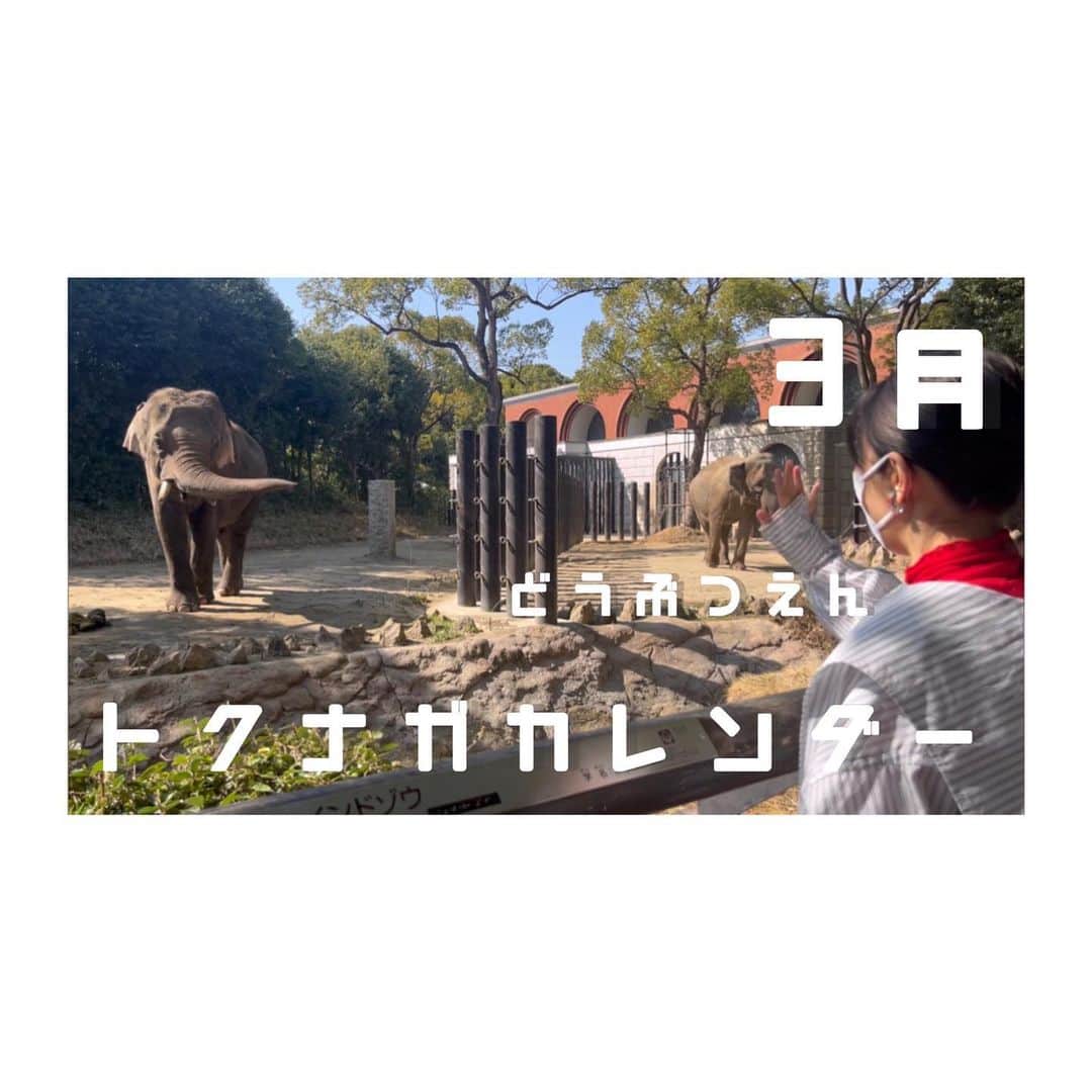 徳永えりのインスタグラム：「... 📢お知らせ📢 徳永えりYouTube企画 「トクナガカレンダー」 3月は〈どうぶつえん〉です！  私が行ってみたかった、 よこはま動物園ズーラシアさんにお邪魔しました🐘 久しぶりの動物園に大興奮👐 沢山の動物たちに会えて嬉しかったです☺️  明日12:00アップ予定です🎈 是非ご覧ください🌱」