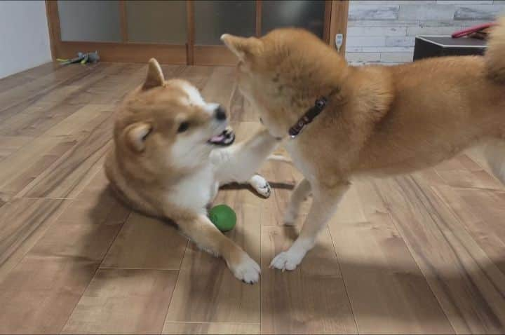 柴犬たま Shibainu Tamaのインスタグラム