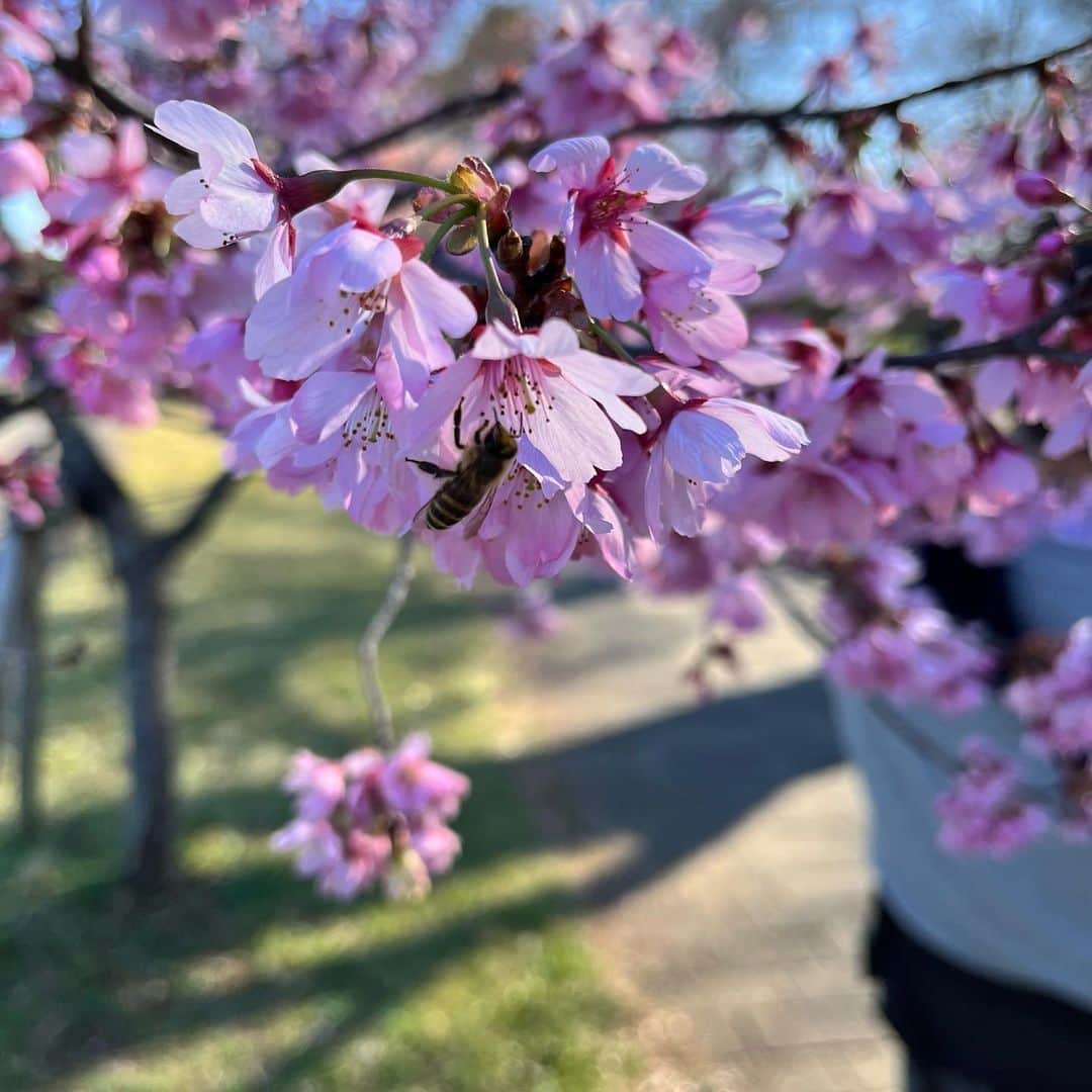 ひよんのインスタグラム：「🌸🐝  水元公園初めて行ったけど、 とっても素敵な場所だった😍 また行きたい💓  少し寒くて30分で帰った😂  1枚目よーく見たら蜂がいるよ🐝🐝  #水元公園 #お花見」