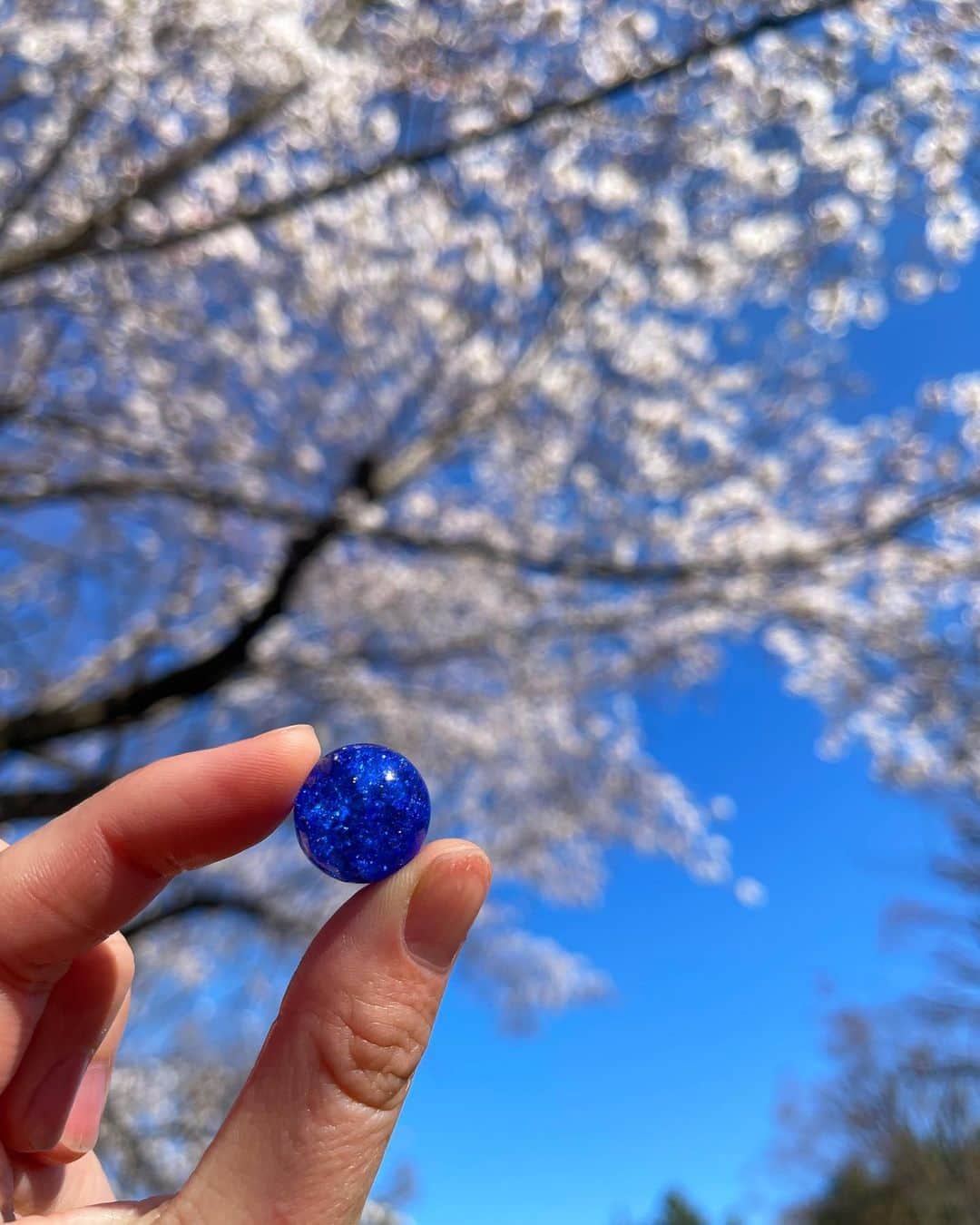 橋本奈実のインスタグラム：「桜咲くの早いですね🌸 今週天候崩れの悲しい🥲 桜咲いてるうちに、明日次男と幼稚園の制服で写真撮りたいと思います🌸 ビー玉綺麗✨青はルチルの瞳😺 ルチルクウォーツみたい✨ 焚き火に2分〜10分入れて、水につけると、中が割れてキラキラになるというもの✨ (長男、赤•青　次男、二つ共黄色チョイス) たまたま行ったら公園でやってたのでやらせてもらいました😊✨ 子供にとっていい経験になるから、公園でこういうのやってくれてる方々ありがたいですよね🥺🙏 4枚目は、ストーリーでシェアした、朝起きたら出来ていたパパ弁当！ 海老大量発生焼きそば、昨晩の餃子、余った餃子の具で作ったハンバーグ、枝豆、トマトでした🫶」