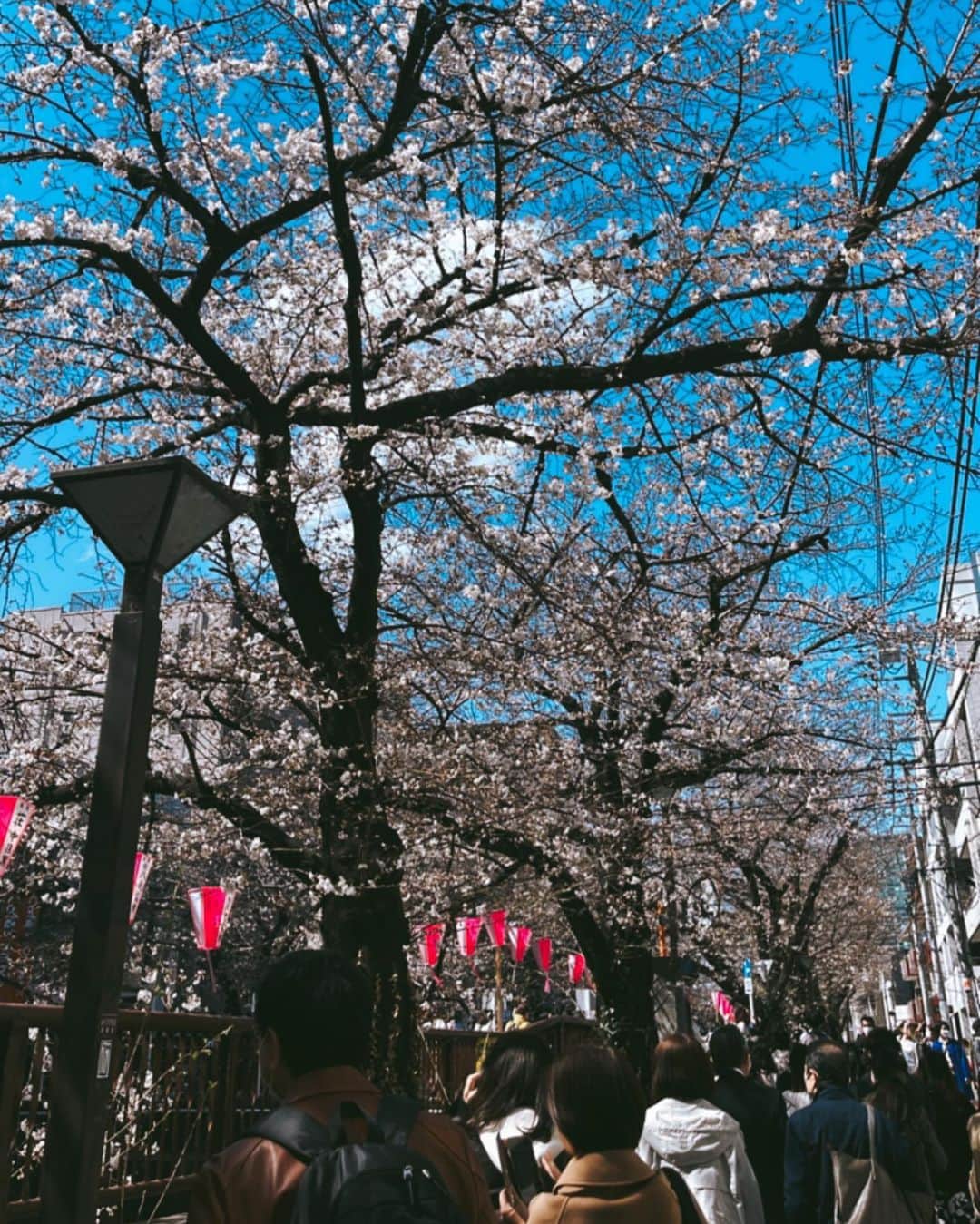 吉井香奈恵さんのインスタグラム写真 - (吉井香奈恵Instagram)「今の季節大好き🌸🍒 桜満開までもう少し〜今年は早いね〜  #桜 #さくら #sakura #tokyo  #cherryblossom」3月20日 18時56分 - yoshiikanae