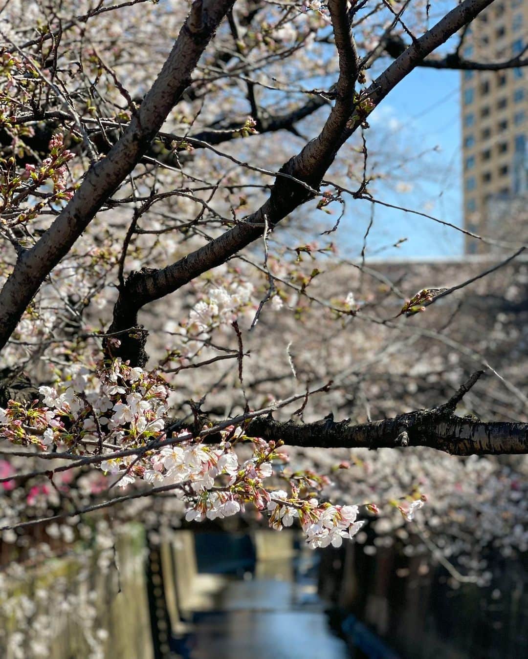 吉井香奈恵さんのインスタグラム写真 - (吉井香奈恵Instagram)「今の季節大好き🌸🍒 桜満開までもう少し〜今年は早いね〜  #桜 #さくら #sakura #tokyo  #cherryblossom」3月20日 18時56分 - yoshiikanae