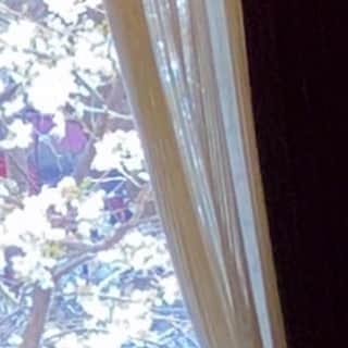 新居昭乃のインスタグラム：「友達とお茶したお店の窓から桜がよく見えました🌸  写真では模様みたいだけど💦」
