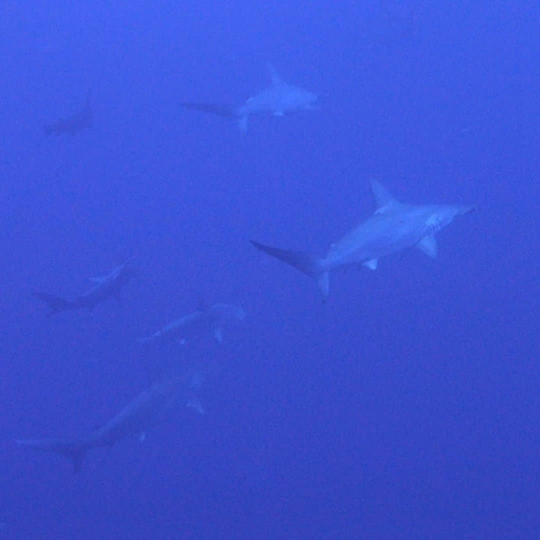 柊みずほのインスタグラム：「与那国で出会ったハンマー🦈 と バディが撮ってくれた上からの私🤿 海の青さに完全に心持っていかれる海でした。」