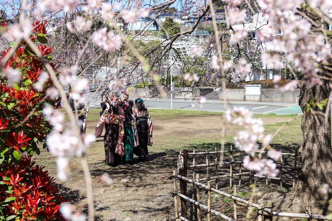葉山町のインスタグラム：「青春と一瞬はセット  #葉山歩き #葉山 #hayama #花の木公園 #卒業式 #桜 #しだれ桜 #sakura #青春 は本当に一瞬で過ぎるもの #今この時間を大切に #卒業おめでとう #今日もおつかれさまでした」