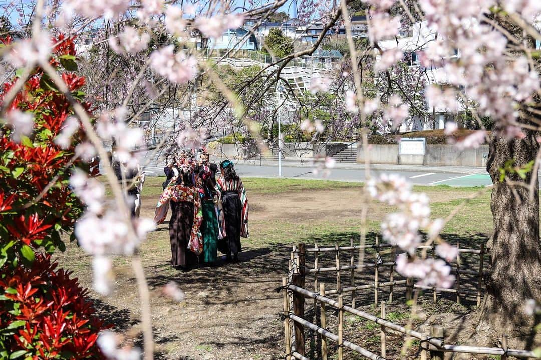 葉山町さんのインスタグラム写真 - (葉山町Instagram)「青春と一瞬はセット  #葉山歩き #葉山 #hayama #花の木公園 #卒業式 #桜 #しだれ桜 #sakura #青春 は本当に一瞬で過ぎるもの #今この時間を大切に #卒業おめでとう #今日もおつかれさまでした」3月20日 19時21分 - hayama_official