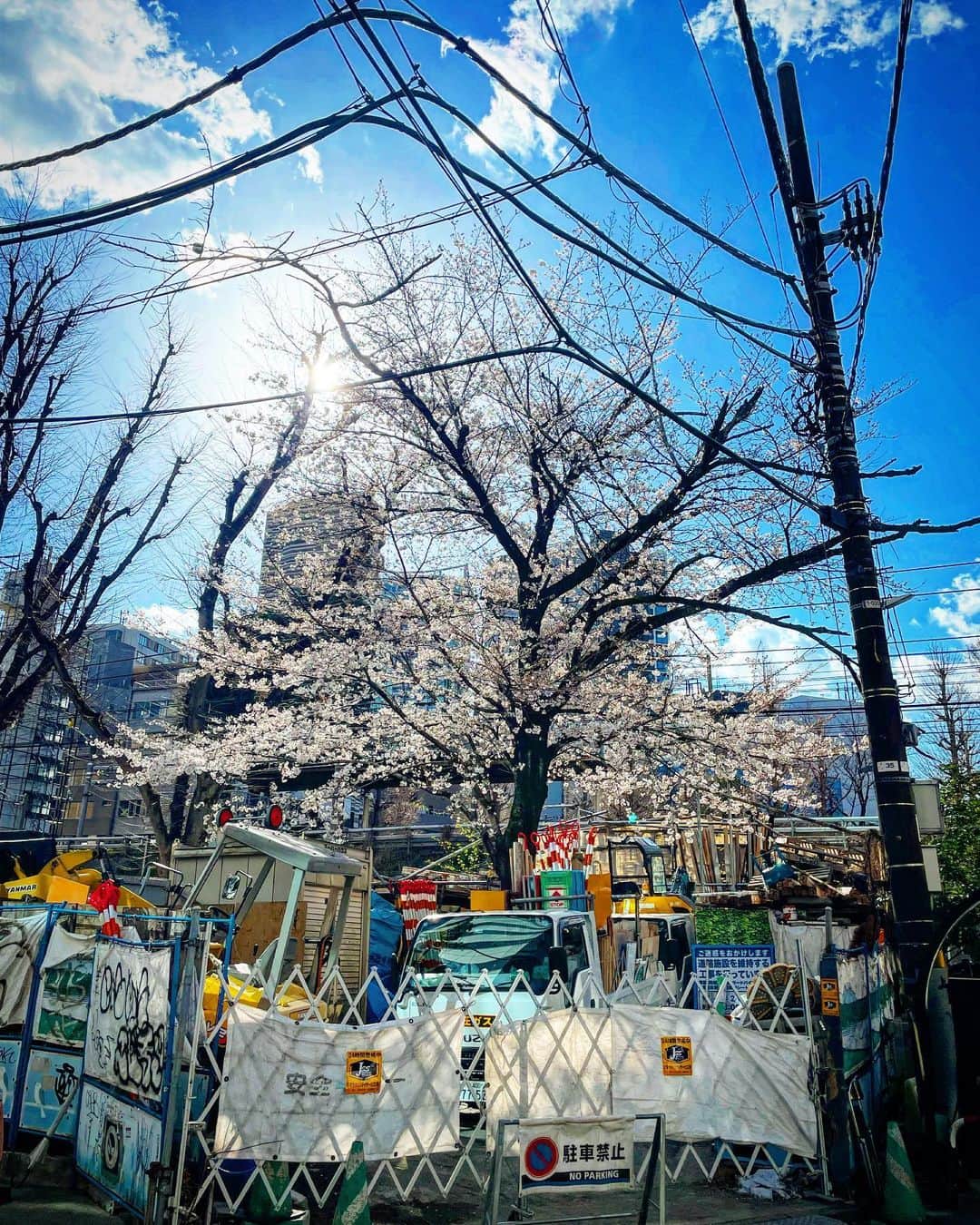 奈良裕也のインスタグラム：「今年初見の桜は撮影合間の 工事現場とのmariage 🌸👷‍♂️🚨⚠️🌸 ゆっくりお花見したい　#桜」