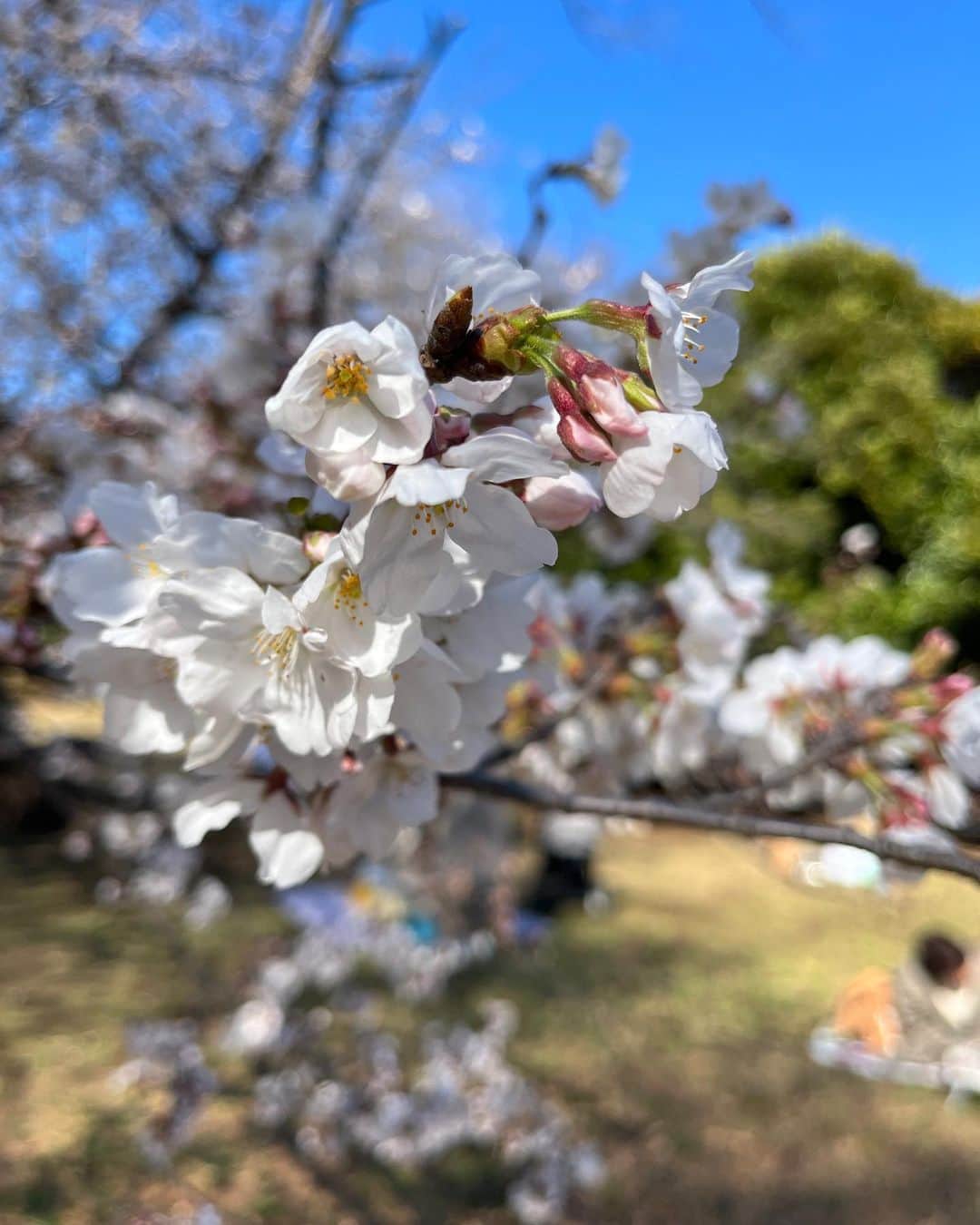 森詩織さんのインスタグラム写真 - (森詩織Instagram)「桜見に行って来た〜🌸 #代々木公園 #お花見 #途中から花より団子でした」3月20日 19時35分 - mori_shiori