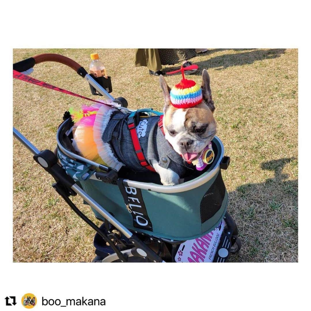 wow!-onlineのインスタグラム：「@boo_makana  春の装い、重ね着がめちゃゴージャスなぶーちゃんです❣️🥰 ママさん、愛用してくださってありがとうございます😊 お帽子も似合う〜😊  #ViViVi #フレンチブルドッグの服 #犬服 #instafrenchie  #instafrenchies  #frenchiephotos  #フレブル  #ブリンドル  #ブヒ  #フレンチブルドッグ #フレブルのいる生活 #高級犬服 #ハイブランド犬服 #bulldog  #doglove  #frenchielove #frenchielife  #buhi  #lovemydog  #lovemydogs  #daily_frenchie  #frenchies1b  #프렌치불독 #フレブル好きと繋がりたい #フレブル部」