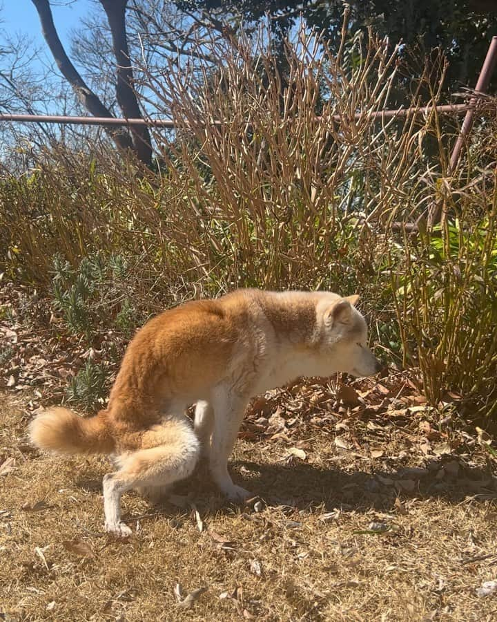 柴犬リリコのインスタグラム：「最近の様子をパパが撮っていたので、振り返ってみたいと思います。  2月26日の記録。  この辺りまではお外でお散歩をしていたようです。  まだまだ踏ん張れてたし、ゆっくりだけど歩けてました。  お姉ちゃんが幼稚園時代に毎日一緒に通ったこの道は、リリコちゃんにとっても大好きなお散歩コースでした。  この日がこの場所に来る最後の日になってしまったなんて😞  #柴犬リリコ」