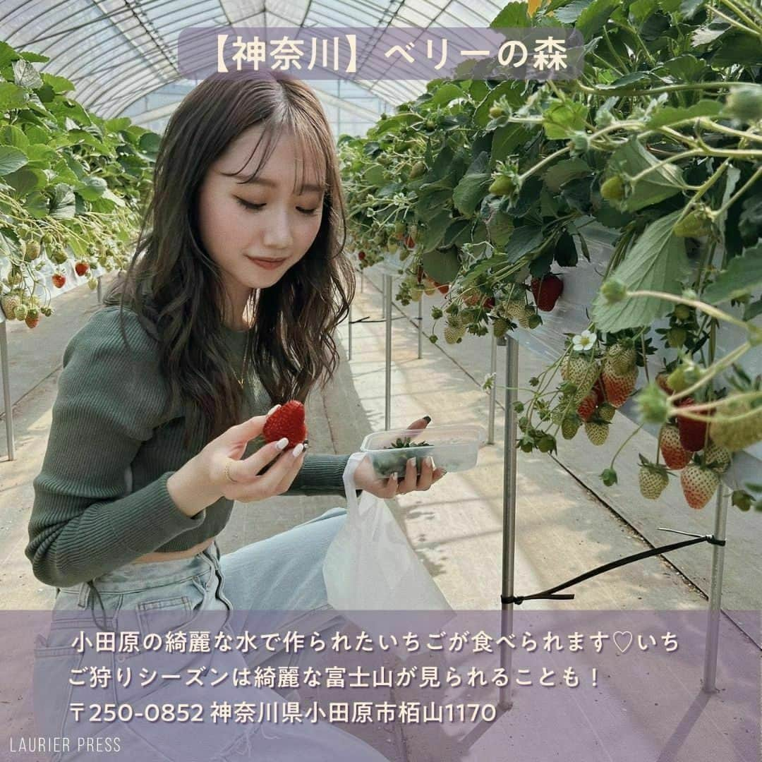 ローリエプレス編集部さんのインスタグラム写真 - (ローリエプレス編集部Instagram)「@laurier_press 👈🏻ココから他のトレンド情報もチェック♡  しばらく雨の日が続きますね😞そんな時はいちご狩りがおすすめ🍓大人気なので予約は必須です💭  後でまた見返せるようにクリップ保存しておいてくださいね💌  ――――――――――― 【千葉】 #さいとうさん家のいちご 【埼玉】 #狭山ベリーランド 【神奈川】#ベリーの森 【栃木】 #いちごの里 【静岡】#江間いちご狩りセンター 【大阪】#いちご畑はる 【福岡】#いるべのいちご園 ―――――――――――  素敵なお写真をありがとうございました♡  ❤︎ Thank You ❤︎ @yuna_tani @ayr_1126 @___nanami11 @hikonyan0909 @machiko.06 @yu___na025 @tomoka_66 ―――――――――――  @laurier_press をタグ付けしてみんなのお気に入りを教えてください。リポストしてご紹介させていただきます✨  ――――――――――― #ローリエプレス #laurierpress  #いちご狩り #苺狩り #おでかけスポット #週末デート #おでかけ #いちご #デートスポット #家族連れ  #ドライブデート #プチ遠出 #旅行 #デート」3月20日 21時01分 - laurier_press