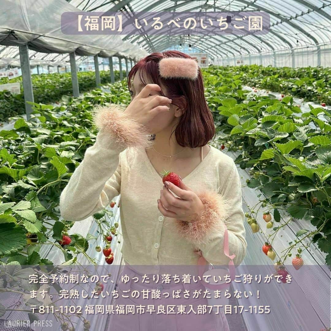 ローリエプレス編集部さんのインスタグラム写真 - (ローリエプレス編集部Instagram)「@laurier_press 👈🏻ココから他のトレンド情報もチェック♡  しばらく雨の日が続きますね😞そんな時はいちご狩りがおすすめ🍓大人気なので予約は必須です💭  後でまた見返せるようにクリップ保存しておいてくださいね💌  ――――――――――― 【千葉】 #さいとうさん家のいちご 【埼玉】 #狭山ベリーランド 【神奈川】#ベリーの森 【栃木】 #いちごの里 【静岡】#江間いちご狩りセンター 【大阪】#いちご畑はる 【福岡】#いるべのいちご園 ―――――――――――  素敵なお写真をありがとうございました♡  ❤︎ Thank You ❤︎ @yuna_tani @ayr_1126 @___nanami11 @hikonyan0909 @machiko.06 @yu___na025 @tomoka_66 ―――――――――――  @laurier_press をタグ付けしてみんなのお気に入りを教えてください。リポストしてご紹介させていただきます✨  ――――――――――― #ローリエプレス #laurierpress  #いちご狩り #苺狩り #おでかけスポット #週末デート #おでかけ #いちご #デートスポット #家族連れ  #ドライブデート #プチ遠出 #旅行 #デート」3月20日 21時01分 - laurier_press