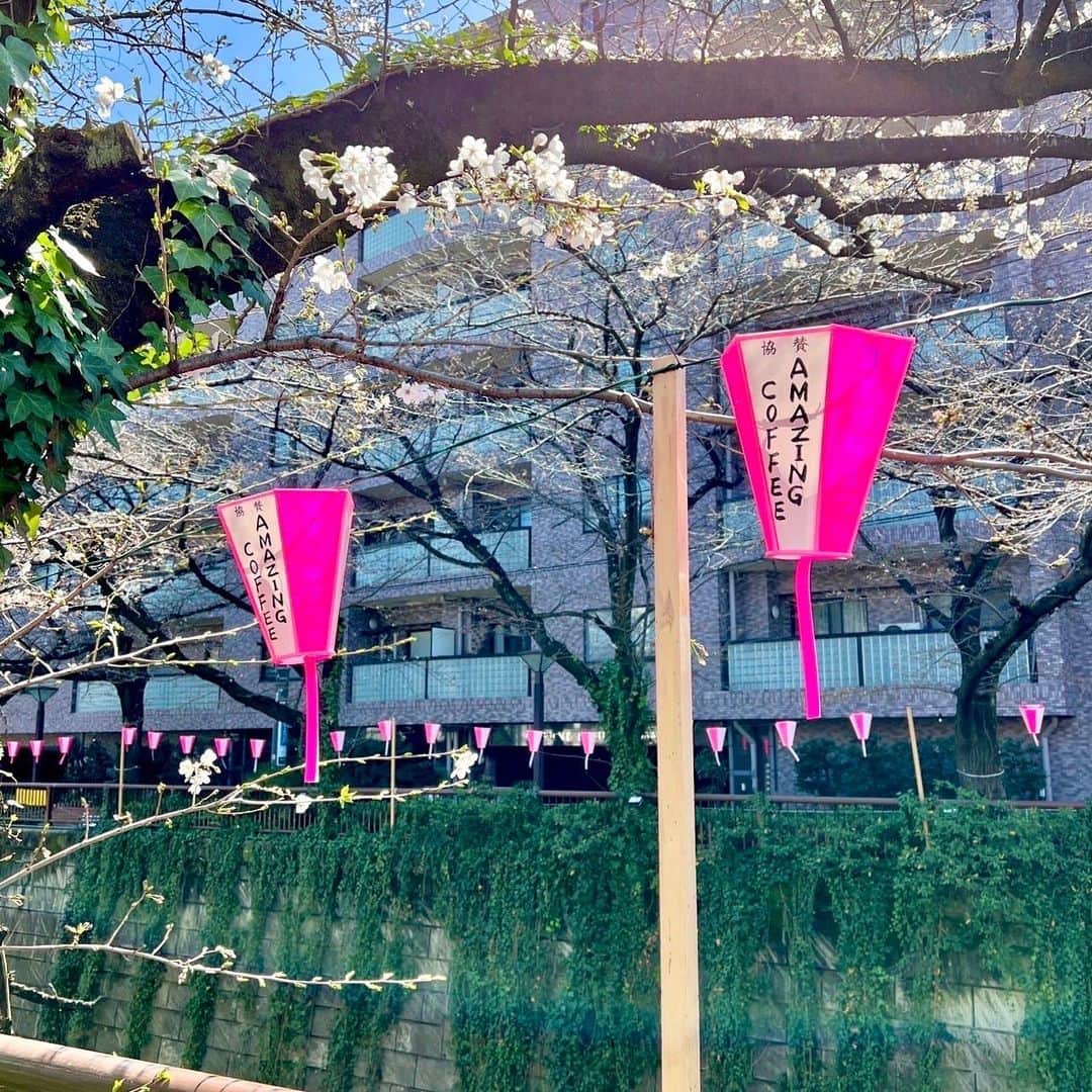 AMAZING COFFEEさんのインスタグラム写真 - (AMAZING COFFEEInstagram)「. 🌸AMAZING COFFEE TOKYO NAKAMEGURO🌸  こんばんは☕️  4年ぶりに桜まつりが開催されている目黒川沿いでは、"AMAZING COFFEE"の提灯も見つけることができます🧐🏮  明るい時間はきれいな桜色の雰囲気が、夜のライトアップでは少し色濃い提灯の雰囲気が楽しめますよ📸🌸  ぜひ、お花見に来られた際にはコーヒー片手に、見つけてみてくださいね✨  #AMAZINGCOFFEE #アメージングコーヒー #AMeCO #アメコ #coffee #コーヒー #TOKYONAKAMEGURO #NAKAMEGURO #中目黒 #桜 #目黒川 #めぐろ川 #桜まつり #ライトアップ #提灯 #花見 #🌸 #☕️ #🏮 #saveyourneighbor」3月20日 21時05分 - amazing_coffee_official
