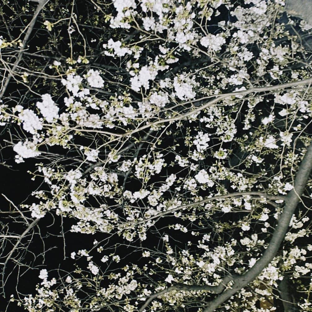 エイミーさんのインスタグラム写真 - (エイミーInstagram)「桜」3月20日 21時06分 - amy__1021