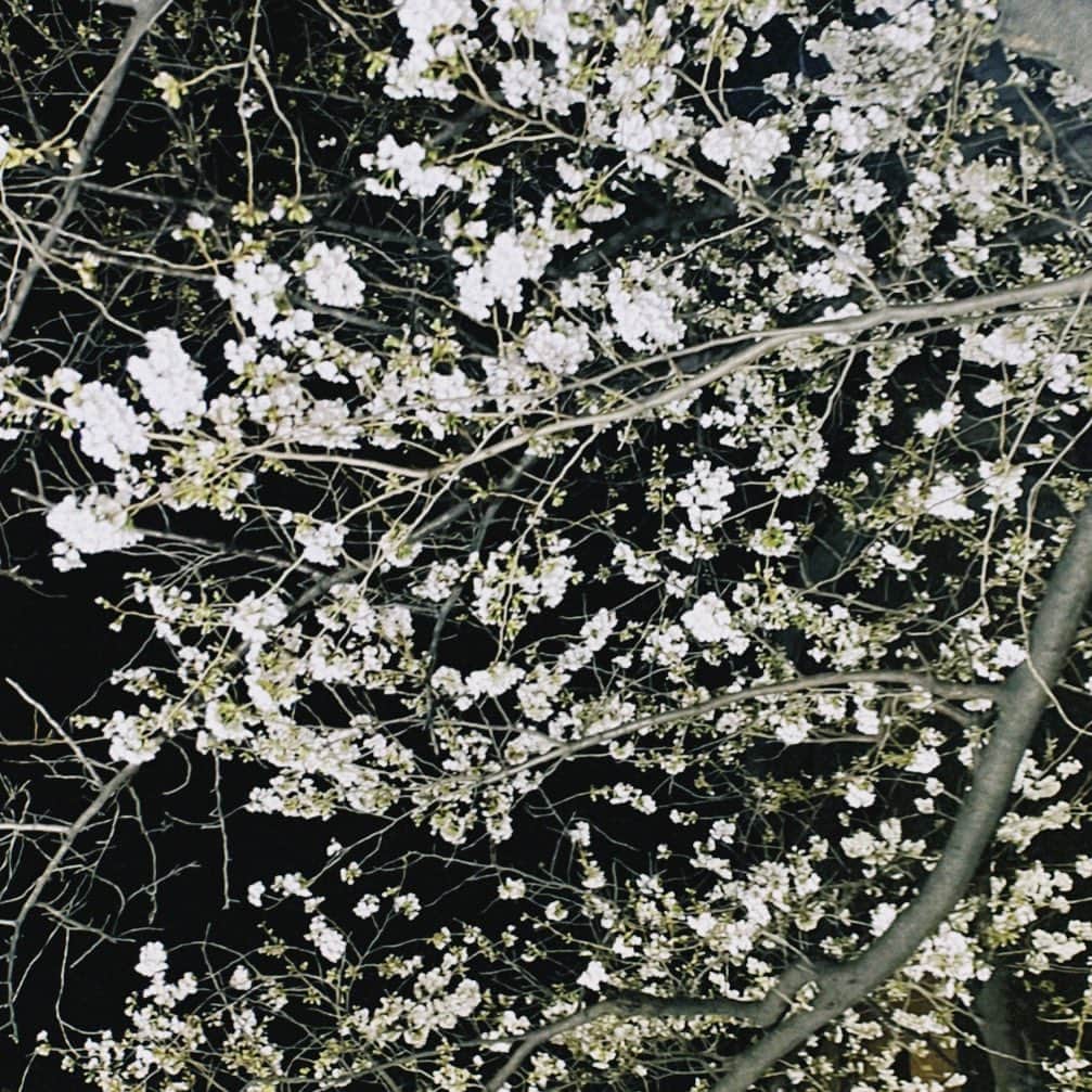エイミーのインスタグラム：「桜」