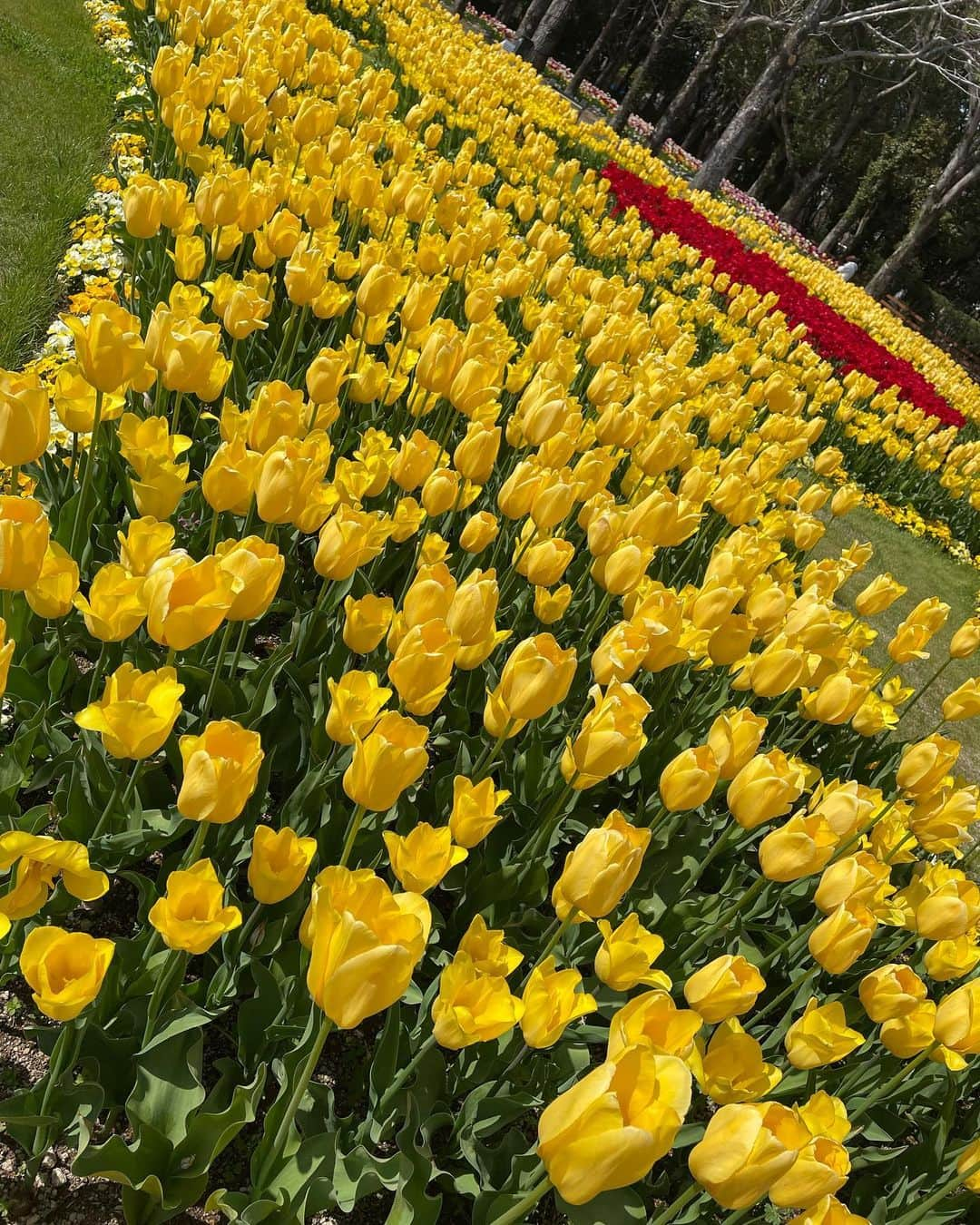 山下奈々美さんのインスタグラム写真 - (山下奈々美Instagram)「チューリップが好きでハウステンボスへ🏰🌷 お天気も良くて園内も素敵で癒された〜🌷 来年育ててみよかな🥺🫶🌷 焼物や美術にも興味があるけど、奥が深くってお子ちゃまにはまだまだお勉強が必要です🤤。、  #ハウステンボス #チューリップ #🌷 #長崎 #佐世保 #nagasaki #sasebo」3月20日 21時47分 - nanami_yamanana