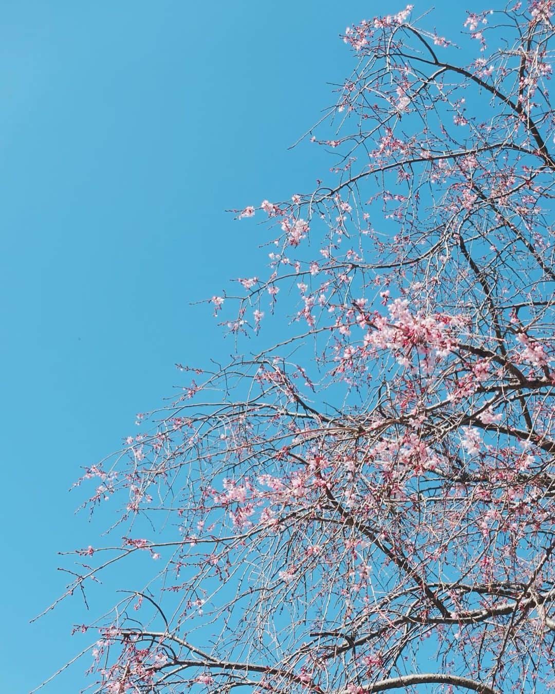 山田佳奈実さんのインスタグラム写真 - (山田佳奈実Instagram)「. 今日は凄く夕日が綺麗でした  そしてストーリーにも載せた桜が凄く可愛かった🌸  今年はお花見に行きたいな🍡 花粉と戦いながらも外に出るぞぉ  #山田佳奈実」3月20日 21時48分 - kanami_yamada