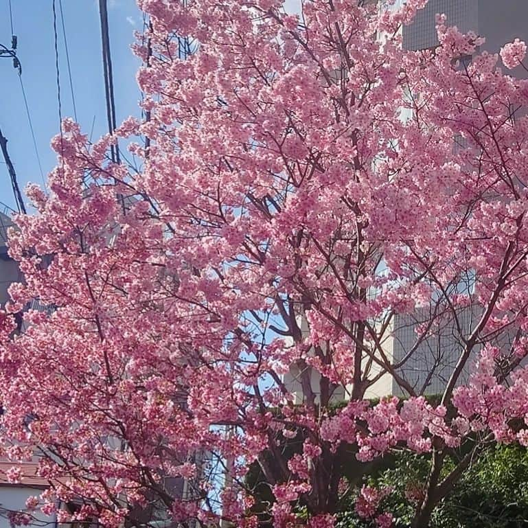 池上季実子さんのインスタグラム写真 - (池上季実子Instagram)「河津桜が満開✨あまりにも綺麗で暫く佇んでおりました。春ですね〰️✨私達も舞台でパーッと花咲かせたいと思います🥰 本日、3/20(月)20:00より【一般販売開始】となりました。 特典付先行販売は お陰様で好評のうちに 3/19(日)の19時をもって締め切りとなりました。有り難う御座いましたm(_ _)m ◆そして、本日、3/20(月)20:00より【一般販売開始】となります。 先行販売で御希望の日が取れなかった方も 【一般販売】でお求めになれる様です。どうぞ、再度、ご検討頂けると有難いです。宜しく御願い致します❣️  【一般発売に関して】 使用期間: 3/20(月)20:00〜  公演当日24時  https://www.quartet-online.net/ticket/chicaco2023?om=cwdibjd  ⚠️申し込んで下さると、確認お知らせメールが自動的に登録して下さったメールアドレスに送信されております。 確認出来ない場合、☛迷惑メールとして迷惑メールフォルダに入ってるケースが多いので 再度、迷惑メールフォルダーを御確認下さいませ。宜しく御願い致します。info_chicaco2023@yahoo.co.jp  ---------------------------- ◆4/21から ◆中目黒   キンケロシアター 東京都目黒区青葉台1-15-11 ◆舞台『CHICACO2023』  ------3チーム構成------- ▪私のﾁｰﾑRantan🏮 ▪ﾁｰﾑOugi▪ﾁｰﾑTatami ◆池上出演ﾁｰﾑRantan日程  🎤は終演後ｱﾌﾀｰﾄｰｸあり  ◎は選抜ｷｬｽﾄ特別公演    4/21(金)19:00  初日     4/23(日)13:00   A席売り切れ     4/24(月)19:00     4/26(水)13:00 🎤    4/27(木)18:30 (◎)    4/29(土)13:00     4/30(日)16:30   東京公演千秋楽     [池上 扱い 一般発売] https://www.quartet-online.net/ticket/chicaco2023?om=cwdibjd  ------------------------------ 【その他】 ラゾーナ川崎プラザソル  ・神奈川公演  ・ﾒﾝﾊﾞｰ4/1発表    5/4(木)～5/7(日)  5/4(木) 13時 19時   5/5(金) 13時 19時   5/6(土) 13時 18時   5/7(日) 12時 17時  ◆一心寺シアター  ・大阪公演  ・ﾒﾝﾊﾞｰ4/10発表    5/13(土)～5/14(日)  5/13(土) 13時 ▪18時   5/14(日) 12時▪夜未定  ※神奈川公演/大坂公演、 その他公演に関する御質問等は公式サイトへ。 ※デリステ(ﾃﾞﾘﾊﾞﾘｰｼｽﾃﾑ=ご自宅で観劇)は、⚠️5/31(水)23:59まで予約可能です。詳しくは公式サイト内チケットページをご確認ください。   《公式サイト》 https://chicaco-stage.themedia.jp   【取扱券種】 ・一般全席種 ・デリステ全席種 ※子ども招待は公式サイトからのみ取扱いです。  --------------------------- 🌹お花・提灯・扇・差し入れに関してのお知らせデス】  本公演は、ロビースペースの都合上、お客様からのロビー花を承っておりません。 また感染防止対策の為、お客様からの差し入れをお断りしております。 その代わりとしてご用意したのが《三河屋さんシステム》と題した差し入れシステムを御用意しております。 お客様の応援の気持ちを三河屋さんからSTAFFが代行でご用意し、ご贔屓さんの出演者へお届け致します。 ※ホール飾りの名入れ提灯や扇・劇中登場のアレンジメント花・楽屋内のお水・ボディケア等です。 《三河屋さんシステム》 https://alexandrite.theshop.jp/categories/5021760  ※今回ホール内の展示スペースに限りが御座いますので、提灯や扇は限定50個のみのお受付です。 #池上季実子 #舞台 #チケット #CHICACO #ちかこ  #ホームコメディ  #キンケロ劇場  #中目黒  #拡散希望」3月20日 22時28分 - kimiko_ikegami_actress_japan