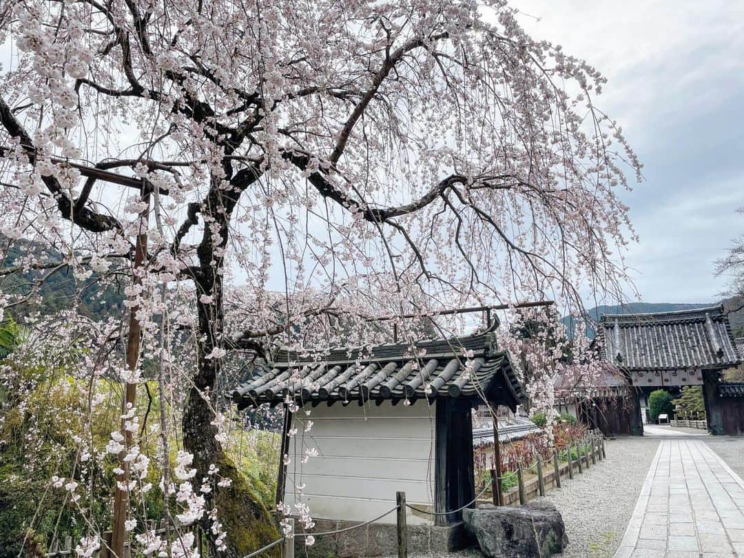 奈良 長谷寺 / nara hasederaのインスタグラム：「予報では雨になるとか☂️長谷寺の早咲きの#枝垂れ桜 は見頃を迎えています。この雨が桜の#催花雨 となりそうです。  さて、18日から #岡寺 #壷坂寺 を合わせ三ヶ寺による#はるかぜ回廊 が始まります。花咲くお寺で観音さまを詣で、#切り絵御朱印 をお求めください。  #長谷寺 #奈良長谷寺 #総本山長谷寺 #花の御寺 #奈良 #hasedera #hasederatemple #temple #japan #japanesetraditional #pilgrimage #nara #tourism #sightseeing #japanesetemple #西国 #西国三十三所 #霊場 #巡礼 #四寺巡礼 #長谷寺が好き #日本遺産 #観音さんさんサイコク巡礼 #千年巡礼」