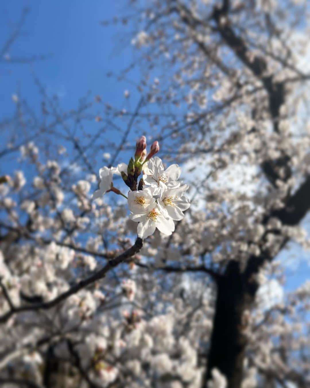 下村彩里さんのインスタグラム写真 - (下村彩里Instagram)「時間によって色んな表情をみせてくれる桜🌸たち 年に一度の開花。何枚も何枚も写真が撮りたくなる。  #2日連続で #桜にまつわるロケ #幸せ  #下村彩里#ミラーレス一眼#カメラ#桜」3月21日 1時34分 - sairi.shimomura_ex