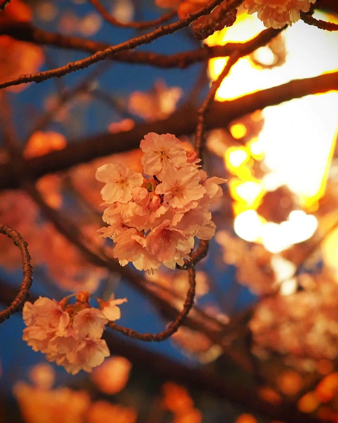 下村彩里のインスタグラム：「時間によって色んな表情をみせてくれる桜🌸たち 年に一度の開花。何枚も何枚も写真が撮りたくなる。  #2日連続で #桜にまつわるロケ #幸せ  #下村彩里#ミラーレス一眼#カメラ#桜」