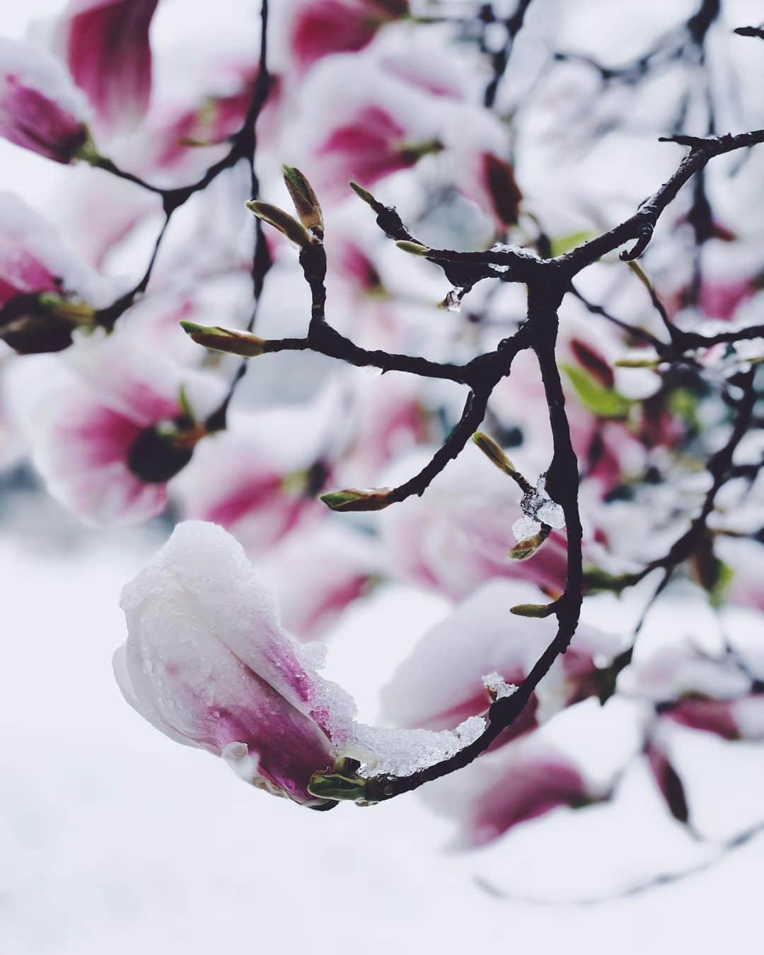 kaelさんのインスタグラム写真 - (kaelInstagram)「In honour of the spring equinox,  here’s snow on magnolias from my trip to Zurich last year. It was a rare and beautiful sight.」3月21日 1時37分 - punkodelish