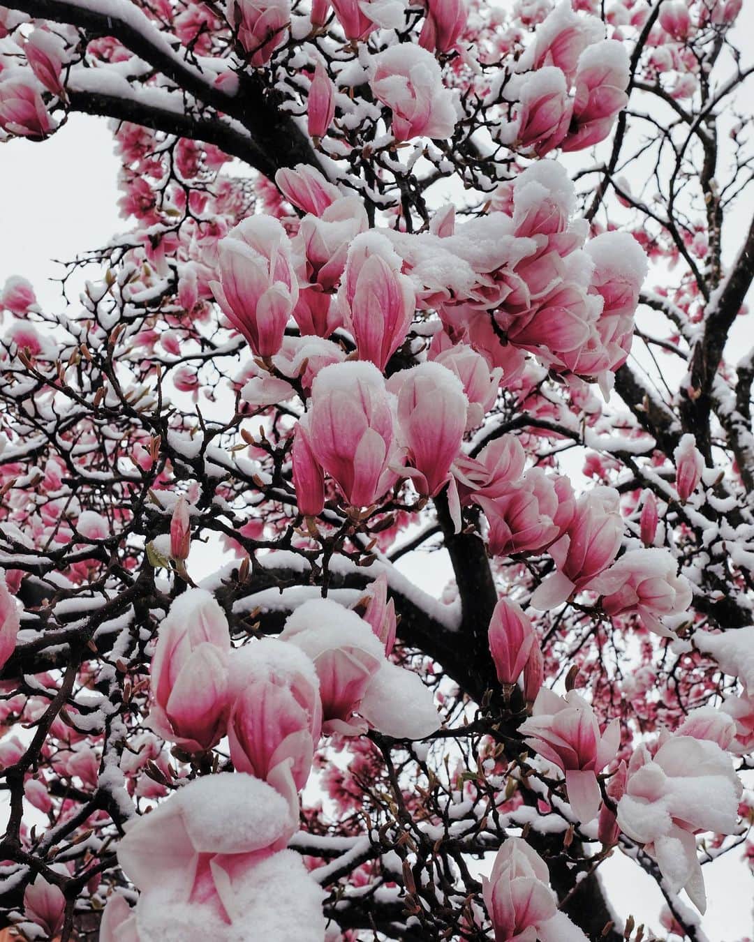 kaelさんのインスタグラム写真 - (kaelInstagram)「In honour of the spring equinox,  here’s snow on magnolias from my trip to Zurich last year. It was a rare and beautiful sight.」3月21日 1時37分 - punkodelish