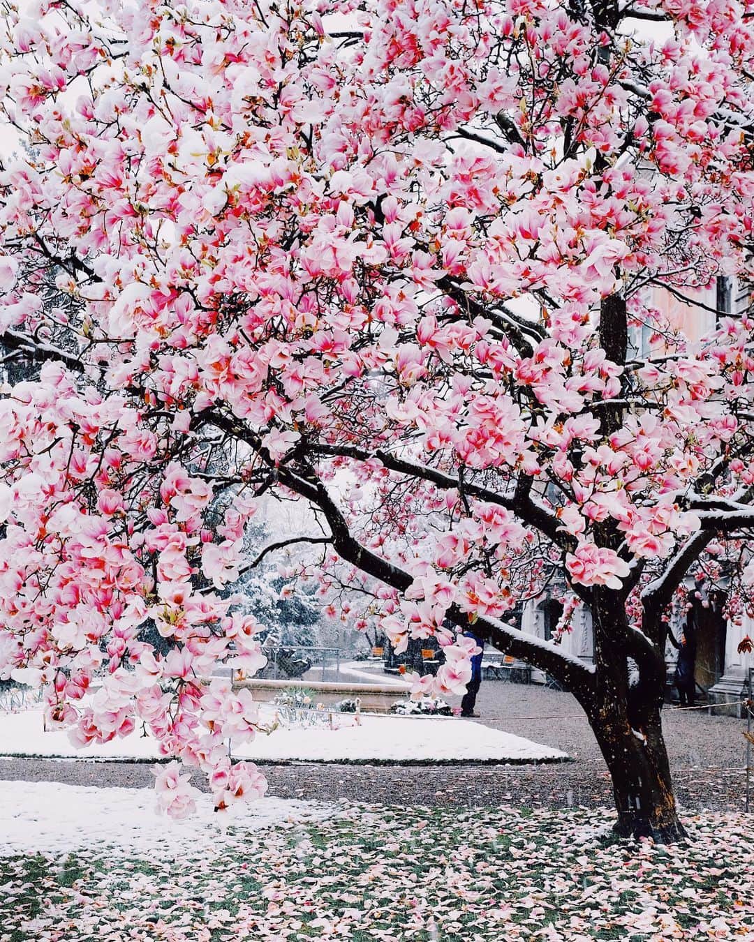 kaelのインスタグラム：「In honour of the spring equinox,  here’s snow on magnolias from my trip to Zurich last year. It was a rare and beautiful sight.」