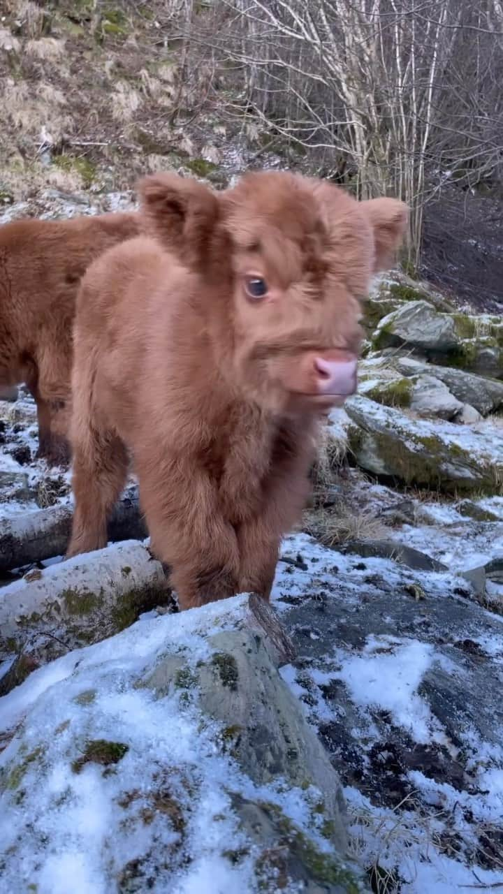 Baby Animalsのインスタグラム：「Look at this fluffy baby 🥹  📸: @hmgaard   #fluffy #cow #cutecow #calf #babycow #cutecalf #cuteanimals #fluffyanimals #adorableanimals #cowsofinstagram #farmlife #farmanimals」