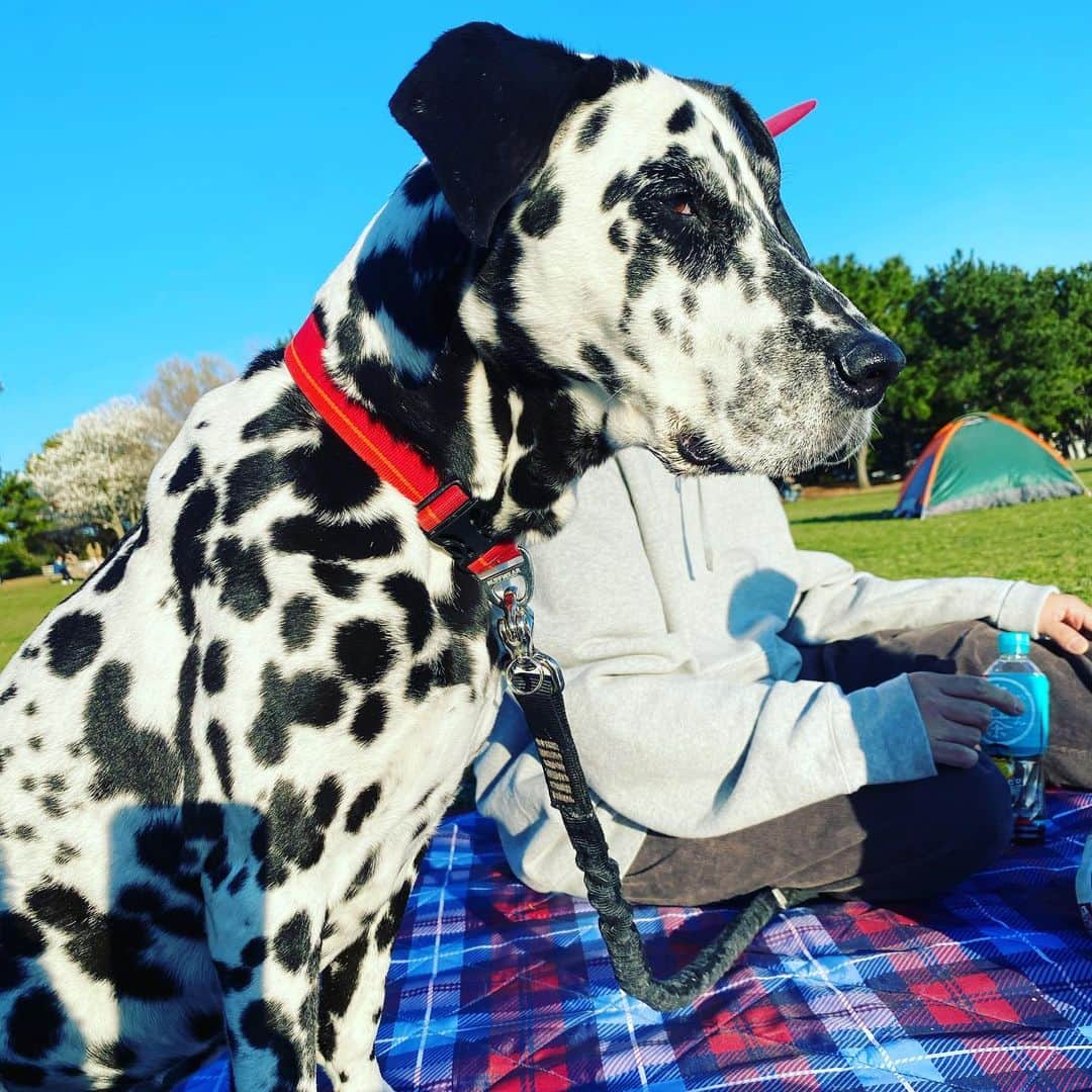 YOPPYのインスタグラム：「. 私も老けてますが 犬も老けてます  ってことは みんな老けてます  赤ちゃんでさえも 1日1日老けてます  老け＝成長  として 老けを抹消したいと思います  私たちは 成長しています」