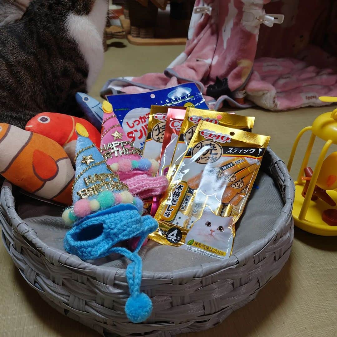 Miaouさんのインスタグラム写真 - (MiaouInstagram)「リルとネルの誕生日（推定日）なので、視聴者の皆さんが祝ってくださいました。 玩具など沢山いただきありがとうございます！ そして、おやつ代などとしてお気遣いまでいただき大変感謝しております。 これからも元気に過ごしていきます。 #猫部屋 #みゃう#miaou #みゃうの猫日記 #猫 #みゃうの保護猫」3月21日 3時00分 - catsroom_miaou