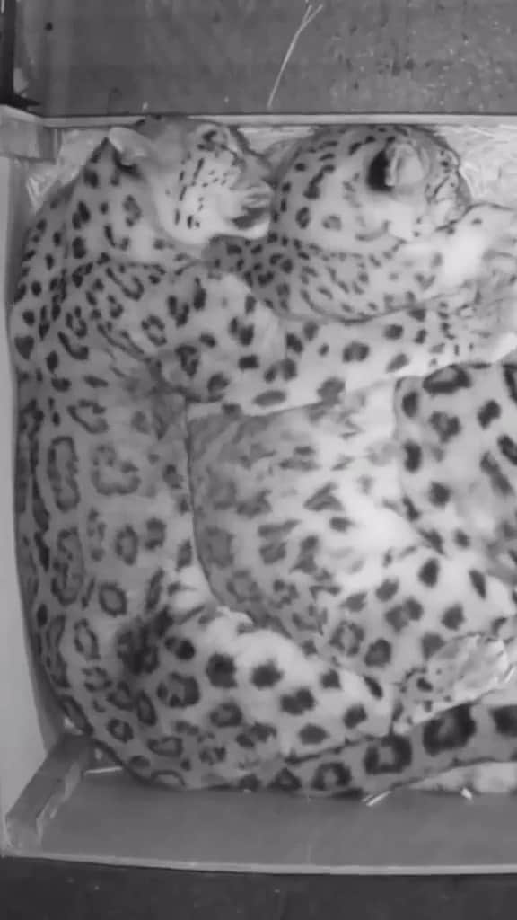 のインスタグラム：「Repost from @catpowerofficial • 🖤  • @science.feed Snow leopards are solitary animals that have a huge range of territory that can exceed 36 square miles. Their prey being terrestrial vertebrates are typically their only daily interactions; other than their prey and certain exceptions snow leopards lead a totally solitary lifestyle.⁠ ⁠ However, if it is a mating season a male and a female may spend time together hunting; or if it is spring or summer a mother will be seen raising her cubs. Since the snow leopards’ territory is limited and they need a ton of space. Different individuals may have overlapping territory. To avoid interactions they leave a scent or scratch marks on their favorite paths to warn the other snow leopard of their presence that way they avoid contact.⁠ ⁠ 🎥 by @camwhitnall⁠」