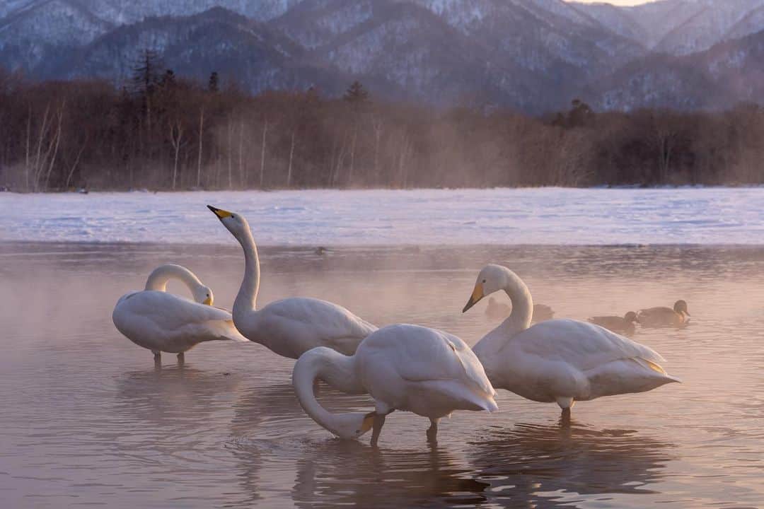 Michael Yamashitaさんのインスタグラム写真 - (Michael YamashitaInstagram)「Swan Lake: Whooper Swans on Lake Kussharu, Akan Mashu National Park, Hokkaido, Japan.  These “snowbirds” from Siberia stop here every winter on their migratory path way to breeding grounds further south. Though this caldera lake is almost completely frozen, the swans find open water along the banks due to the naturally heated sands and warm ground waters from volcanic hot springs that flow into it.  #whooperswans #kussharo #hokkaido #akanmashunationalpark」3月21日 6時23分 - yamashitaphoto
